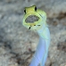 jawfish_yellowhead_oc_jar_v_0080_cub0580.jpg